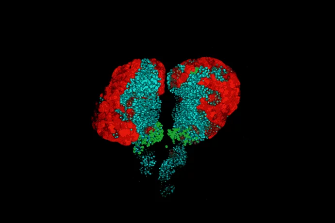 Stem cell animation