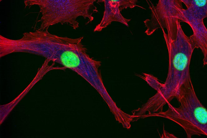 Cell biology and cell signaling